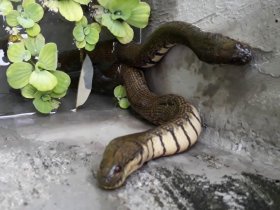 Giới thiệu về rắn ri voi