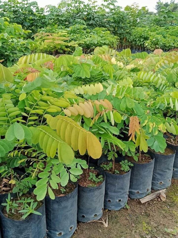 Kỹ thuật trồng cây Cẩm Lai, Cẩm Lai, Cây Cẩm Lai, Cách trồng cây Cẩm Lai, Cẩm Lai giống