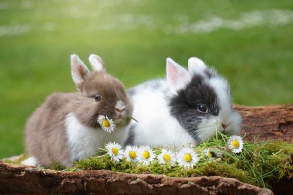 Nuôi và chăm sóc thỏ cảnh mini