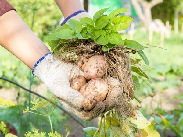 Kỹ thuật trồng khoai tây năng suất cao