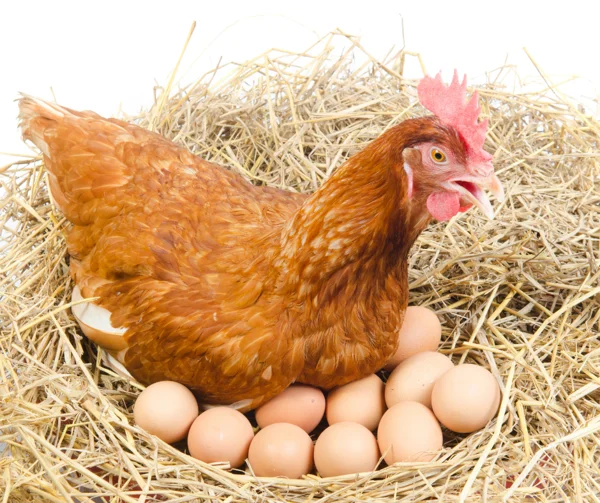 Mô hình chăn nuôi gà đẻ trứng