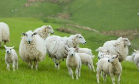 Bệnh tụ huyết trùng ở dê và cừu