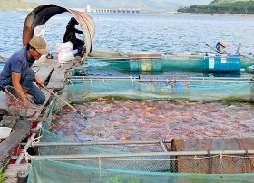 Chỉ đạo phòng, chống rét trong nuôi trồng thủy sản