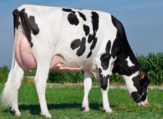 Kỹ thuật nuôi và chăm sóc để có đàn bò sữa tốt nhất