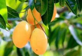 Kỹ thuật ươm cây xoài