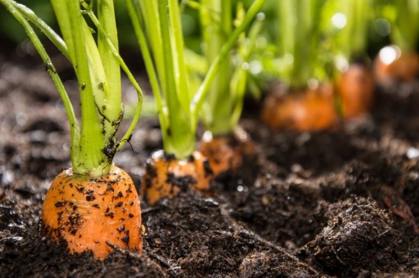 Kỹ thuật trồng và chăm sóc cà rốt