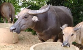 Kỹ thuật nuôi và chăm sóc trâu sinh sản