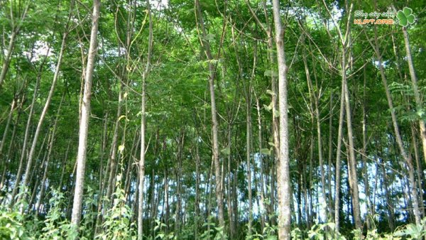 Hiệu quả kinh tế trong trồng cây gỗ trúc liễu