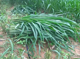 Trồng và chăm sóc cỏ Guinea