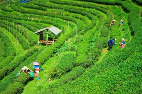 Quyết định về đề án phát triển ngành trồng trọt đến năm 2020, tầm nhìn đến năm 2030