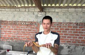 Về quê nuôi lươn không bùn, chàng trai Thanh Hóa mỗi tháng kiếm 15 triệu