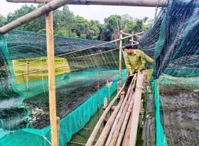 Nuôi ếch kết hợp nuôi cá rô, một nông dân Quảng Trị tiết kiệm chi phí mà lợi nhuận lại tốt hơn hẳn
