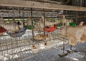 Kỹ thuật mới giúp bồ câu nuôi được 3 con, đẻ được 4 trứng