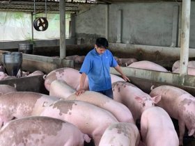 Giá lợn đang làm khó cả người chăn nuôi và người tiêu dùng