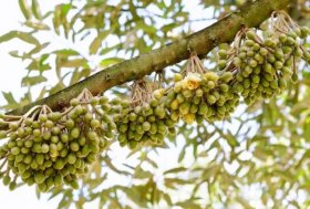 Quy trình tạm thời kỹ thuật cắt tỉa hoa, quả, thu hoạch sầu riêng