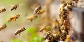 Kỹ thuật nuôi ong lấy mật hiệu quả cao