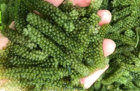 Kỹ thuật trồng rong nho mang lại hiệu quả kinh tế cao