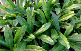 Kỹ thuật trồng và chăm sóc cây mùi tàu