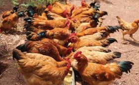 Kỹ thuật nuôi và chăm sóc gà giò siêu thịt