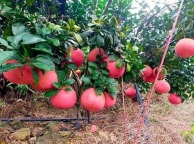 Cách trồng và chăm sóc cây bưởi Phúc Kiến