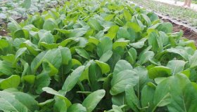 Kỹ thuật trồng rau cải ngọt an toàn, đơn giản tại nhà