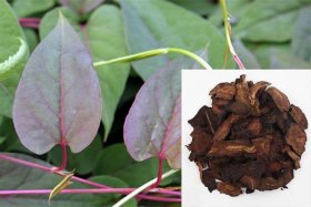 Hướng dẫn kỹ thuật trồng cây hà thủ ô đỏ