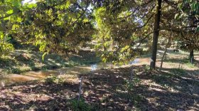 Phòng chống hạn mặn cho cây sầu riêng trong mùa khô