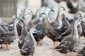 Kĩ thuật nuôi và chăm sóc vịt trời hiệu quả nhất