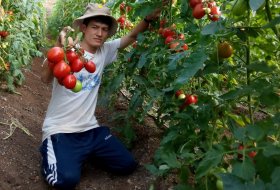 Thành tỷ phú nông dân ở Mộc Châu nhờ trồng cà chua theo cách...chưa từng có