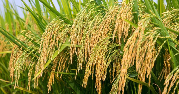 Chính phủ phê duyệt Đề án 1 triệu ha lúa chất lượng cao