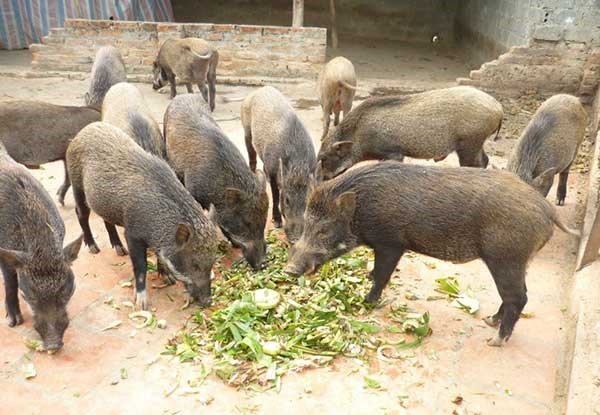 Kỹ thuật nuôi lợn rừng hiệu quả