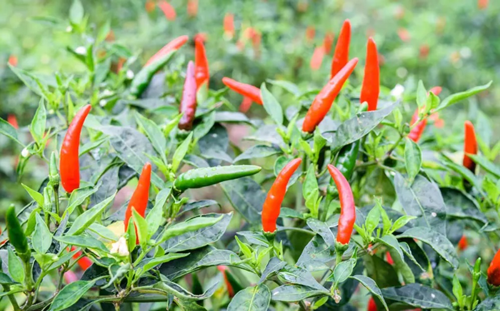 Kỹ thuật trồng ớt chỉ thiên đạt năng suất cao