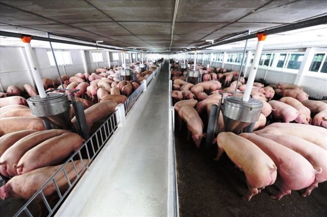 Thịt lợn phục vụ Tết Nguyên đán 2024, người nuôi khóc - người bán cười