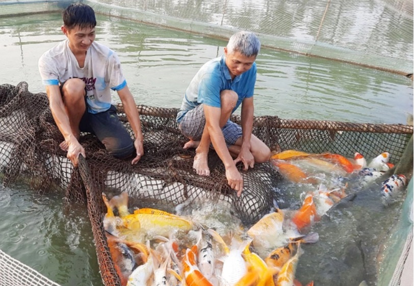 Cá chép thổ cẩm nguồn gốc từ Nhật Bản được một nông dân Bắc Giang nuôi thành công, thu tiền tỷ