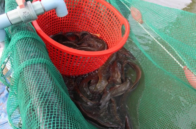 Nuôi loại cá dày đặc ví như 'nhân sâm nước' ở bể lót bạt, nông dân Tây Ninh bán 220.000 đồng/kg