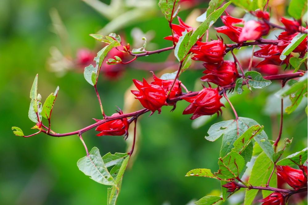 Kỹ thuật trồng và chăm sóc cây hoa Atiso đỏ