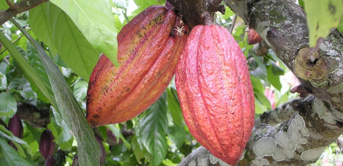 Cacao trong duc 4