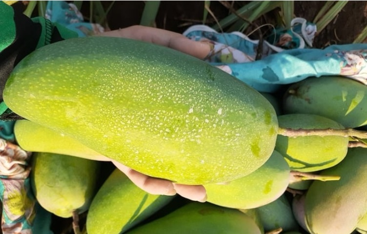 Bí kíp để xoài cho quả tới 2,6kg, to như cái phích