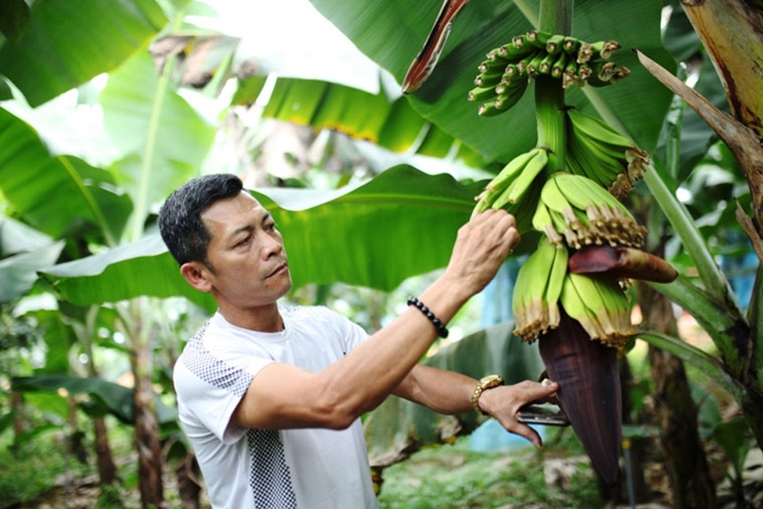 Laba banana 6612 1639545389 860x0
