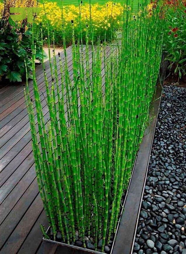 cay thien truc xanh trong hang rao