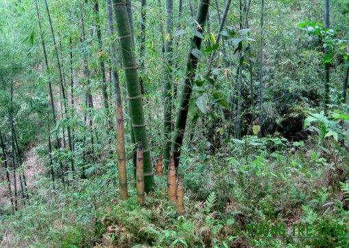 cay luong 2
