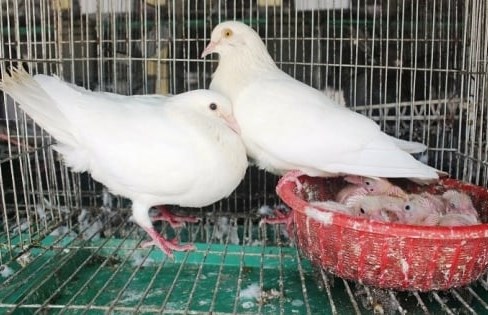 hieu qua mo hinh nuoi chim bo cau 3 nongnghiep 083657