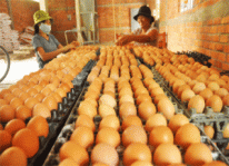 Áp dụng mô hình chăn nuôi gà đẻ trứng