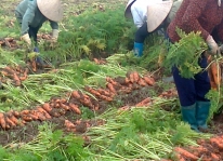 Biện pháp kỹ thuật nâng cao năng suất, chất lượng cà rốt