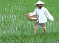Các biện pháp chăm sóc lúa trong thời tiết ấm