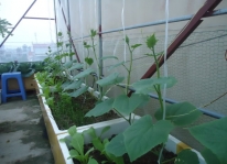 Cách trồng dưa leo tại nhà