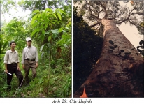 Cây gỗ huỷnh và công cuộc trồng rừng