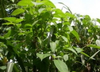 Cây trichathera - Nguồn thức ăn cho gia súc, gia cầm