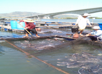 Chỉ đạo phòng, chống rét trong nuôi trồng thủy sản