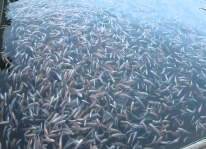 Kỹ thuật nâng cao tỷ lệ sống của cá giống khi vận chuyển